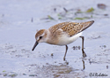 Calidris pusilla